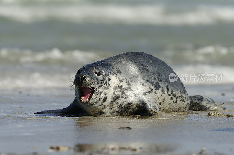 灰海豹（Halichoerus grypus）